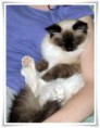 /album/kitty/kitty-2014-04-17-jpg/